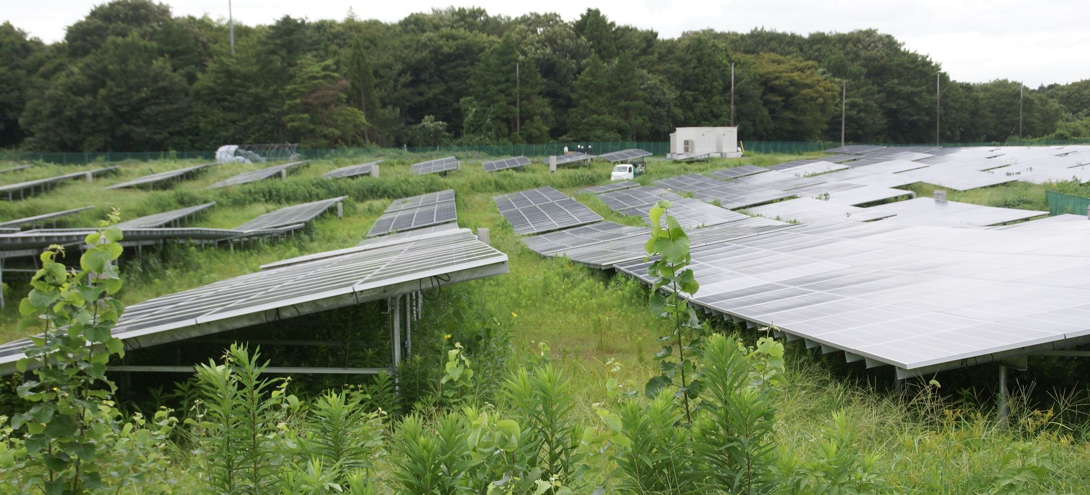 ソーラー発電施設における雑草対策